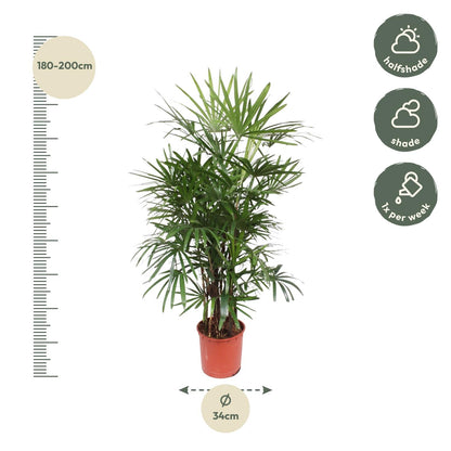 Kamerplant - Rhapis Excelsa - Pot Ø 34cm Hoogte ↕ 190cm