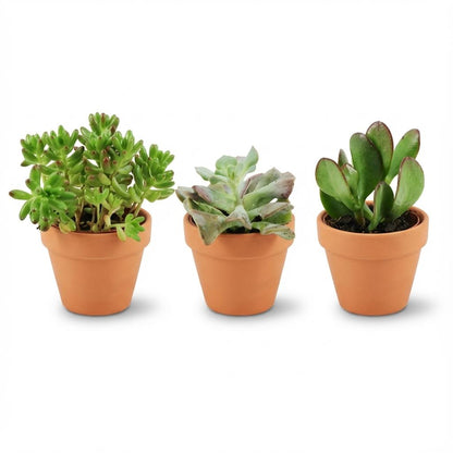 Kamerplant 3x Mini Succulenten Mix - Terracotta Potten - Pot Ø 8,1cm Hoogte ↕ 5-10cm