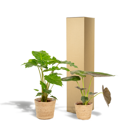Kamerplant - Alocasia Wentii + Alocasia Portodora - Met mand - Pot Ø 19cm