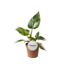 Kamerplant - Philodendron White Princess - Pot Ø 12cm Hoogte ↕ 30cm