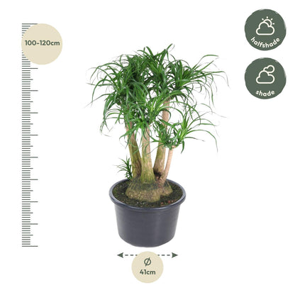 XL kamerplant - Beaucarnea vertakt - Pot Ø 41cm Hoogte ↕ 110cm