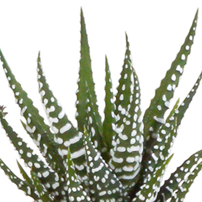 Kamerplant 15x Cactus en vetplanten mix - in witte pot - Pot Ø 5,5cm