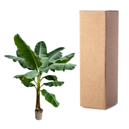 XL Kamerplant - Bananenplant (Musa) - Pot Ø 30cm Hoogte ↕ 250cm