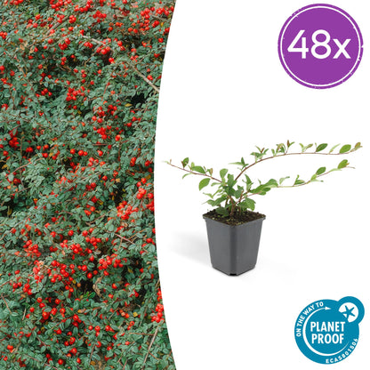 Buitenplant 48x Cotoneaster dam. 'Major' - Vaste plant - Pot Ø 9cm Hoogte ↕ 25cm