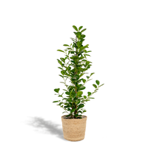 Kamerplant - Ficus microcarpa Moclame - Inclusief mand - Pot Ø 21cm Hoogte ↕ 95cm
