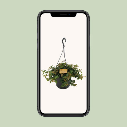 Kamerplant - Peperomia Angulata 'Rocca Scuro' - Pot Ø 15cm Hoogte ↕ 25cm