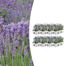 Buitenplant 8x 6 pack Lavendel angustifolia - Bloeiend - Pot Ø 7cm Hoogte ↕ 15cm