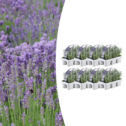 Buitenplant 8x 6 pack Lavendel angustifolia - Bloeiend - Pot Ø 7cm Hoogte ↕ 15cm