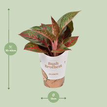 Kamerplant - Aglaonema Dark Star - Pot Ø 12cm Hoogte ↕ 35cm