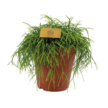 Kamerplant - Rhipsalis Cashero - Pot Ø 15cm Hoogte ↕ 25cm