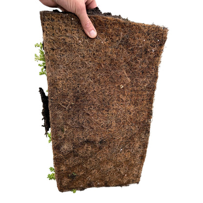 Buitenplant 4x Sedum mat - Bodembedekker Winterhard - 10 Soorten - Lengte 50cm Breedte 30cm