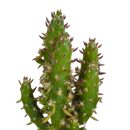 Kamerplant 5x Cactus mix - in witte pot - Pot Ø 5.5cm