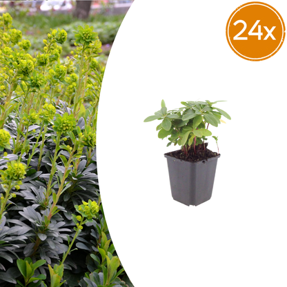 Buitenplant 24x Euphorbia amygdaloides robbiae - Pot Ø 9cm Hoogte ↕ 10-25cm