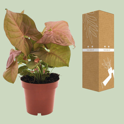 Kamerplant - Syngonium Neon - Pot Ø 12cm Hoogte ↕ 25cm