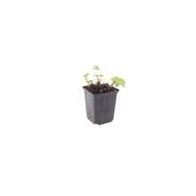 48x Geranium macr. 'White Ness' - ↕10-25cm - Ø9cm