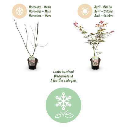 Buitenplant - Acer palmatum 'Sumi-nagashi' - Japanse Esdoorn - Pot Ø 19cm Hoogte ↕ 70cm