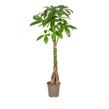 XL kamerplant - Pachira Aquatica - Pot Ø 24cm Hoogte ↕ 120-140cm