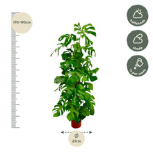 Kamerplant - Monstera Deliciosa - XXL - Pot Ø 27cm Hoogte ↕ 180cm
