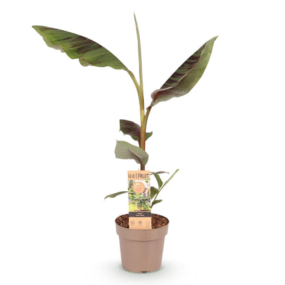 Buitenplant - Musa Ever Red - Winterhard - Pot Ø 21cm Hoogte ↕ 70-90cm