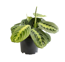 Kamerplant - Maranta Lemon Lime - Pot Ø 12cm Hoogte ↕ 30cm