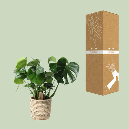 Kamerplant - Monstera Deliciosa in Mand - Pot Ø 21cm Hoogte ↕ 60cm