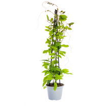 Buitenplant 4x Klimplanten Mix - Rhodochiton, Cobea, Lathyrus & Ipomoea - Pot Ø 13cm Hoogte ↕ 60cm
