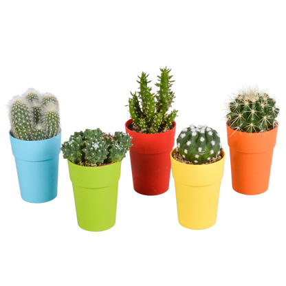 Kamerplant 5x Cactus mix - Pot Ø 5,5cm
