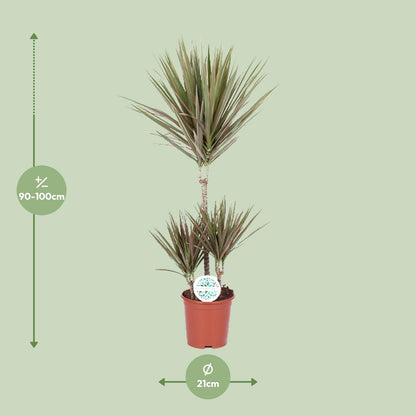 Kamerplant - Dracaena Bicolor - Pot Ø 21cm Hoogte ↕ 95cm