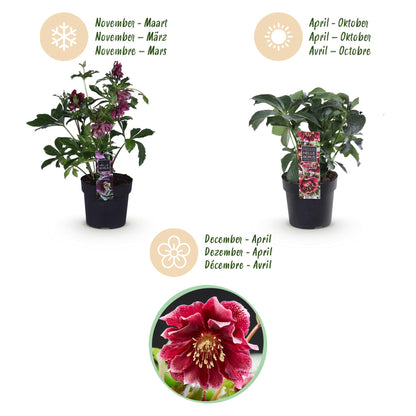 Buitenplant 2x Helleborus orientalis 'Double Ellen Red' - Groenblijvend - Pot Ø 14cm Hoogte ↕ 35cm