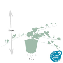 Buitenplant 48x Hedera helix 'Glacier' - Klimplant - Pot Ø 9cm Hoogte ↕ 10-25cm