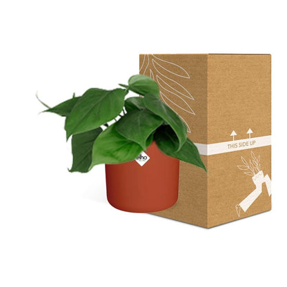 Kamerplant - Philodendron Scandens - Pot Ø 14cm