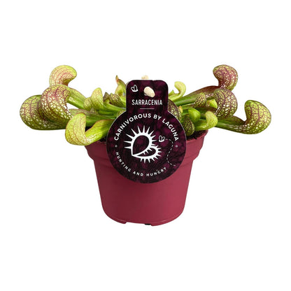Buitenplant - Sarracenia Psittacina - Pot Ø 12cm Hoogte ↕ 13cm