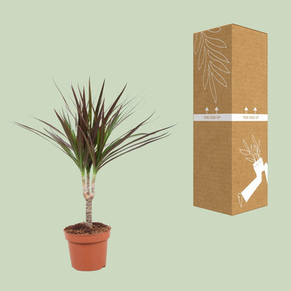 Kamerplant - Dracaena Magenta - Pot Ø 12cm Hoogte ↕ 50cm