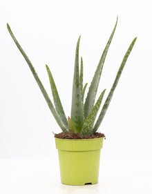 Kamerplant - Aloe Vera - Pot Ø 12cm Hoogte ↕ 40cm