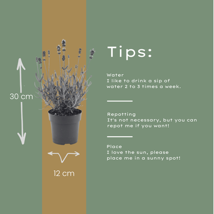 Buitenplant 6x Lavandula angustifolia Felice® - Bloeiend - Pot Ø 12cm Hoogte ↕ 30-50cm