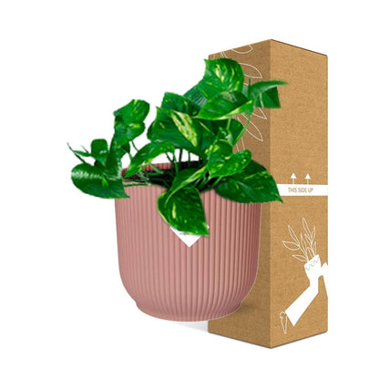 Kamerplant - Epipremnum Pinnatum 'Aureum' - Pot Ø 14cm
