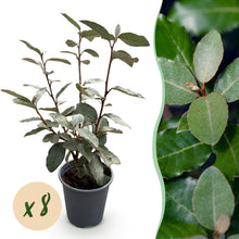 Buitenplant 8x Elaeagnus ebbingei Compacta - Haagplant - Groenblijvend - Pot Ø 9cm Hoogte ↕ 30-35cm
