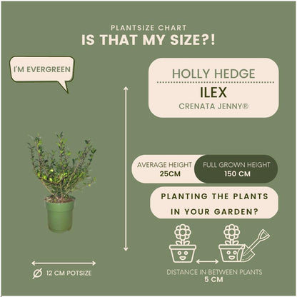 Buitenplant 24x Ilex crenata 'Jenny' ® - Groenblijvend - Pot Ø 12cm Hoogte ↕ 20cm