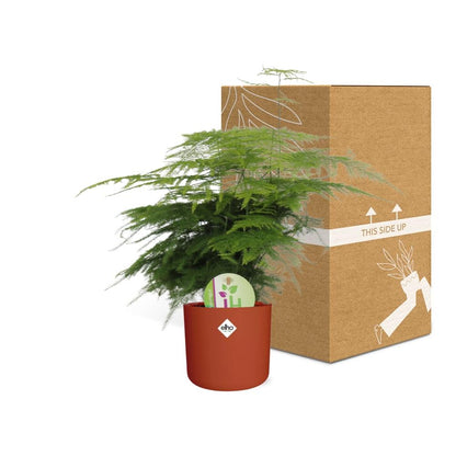 Kamerplant - Asparagus 'Plumosus' - inclusief sierpot - Pot Ø 14cm