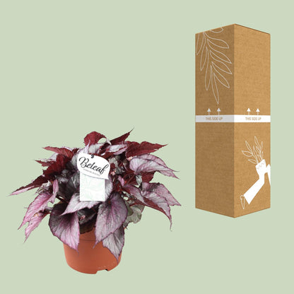 Kamerplant - Begonia Beleaf Maori Haze - Pot Ø 17cm Hoogte ↕ 32cm