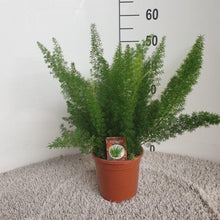 Kamerplant - Asparagus D. Meyers - Pot Ø 17cm Hoogte ↕ 50cm