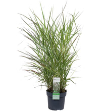 Buitenplant - Panicum virgatum 'Prairie Sky' - Pot Ø 19cm Hoogte ↕ 50cm