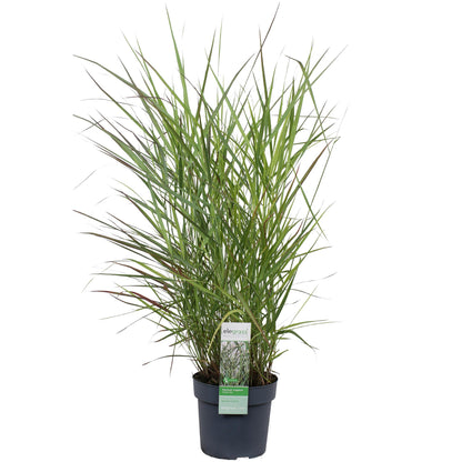 Buitenplant - Panicum virgatum 'Prairie Sky' - Pot Ø 19cm Hoogte ↕ 50cm