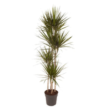 XL Kamerplant - Dracaena Marginata - Luchtzuiverend - Pot Ø 27cm Hoogte ↕ 180cm