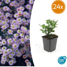 Buitenplant 24x Aster ageratoides 'Stardust' - Bloeiend - Pot Ø 9cm Hoogte ↕ 10-25cm