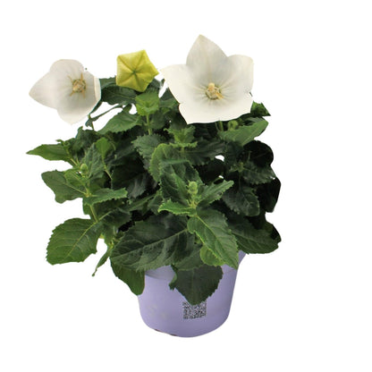 Buitenplant - Platycodon White - Bloeiend - Pot Ø 12cm Hoogte ↕ 22cm
