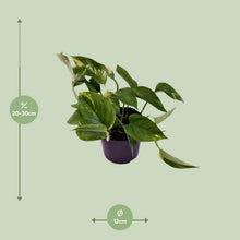 Kamerplant - Scindapsus (Epipremnum) Aureum - Pot Ø 12cm Hoogte ↕ 25cm