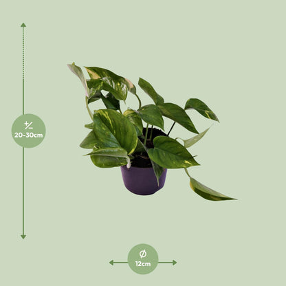 Kamerplant - Scindapsus (Epipremnum) Aureum - Pot Ø 12cm Hoogte ↕ 25cm