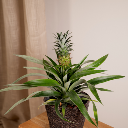 Kamerplant 2x Bromelia (Ananasplant) - Pot Ø 12cm Hoogte ↕ 30cm