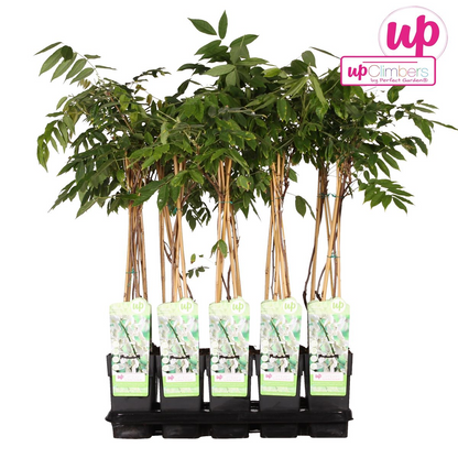 Buitenplant - Wisteria floribunda Alba - Bloeiend - Pot Ø 15cm Hoogte ↕ 65cm